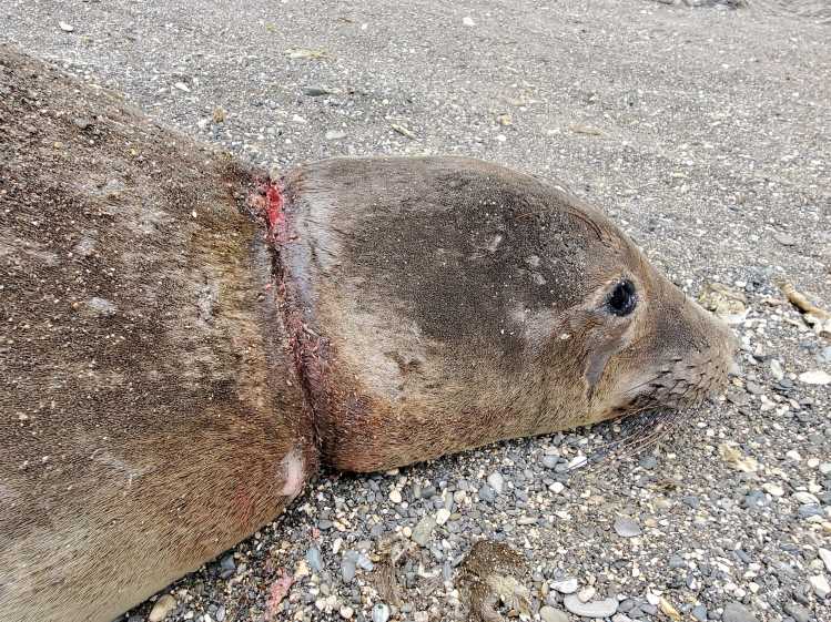 A northern elephant seal with an wound around its neck.