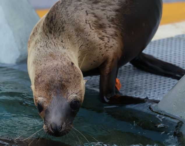 California sea lion Chiffon
