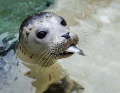 harbor seal pup with a fish in its mouth