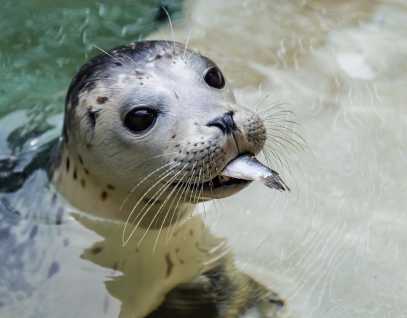 harbor seal pup with a fish in its mouth