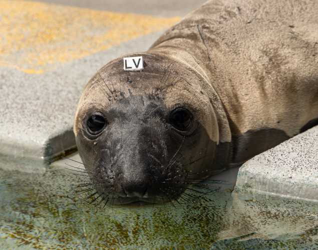 northern elephant seal Boots