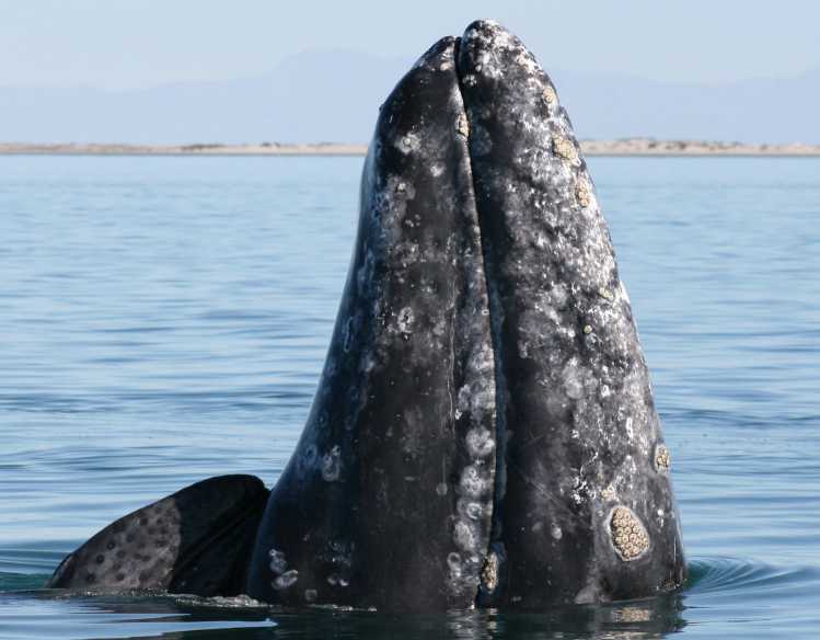 gray whale with its head above the surface of the water