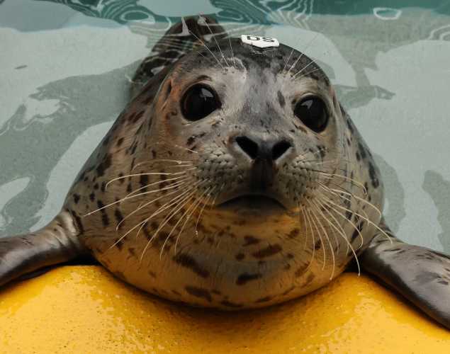 harbor seal Meringue