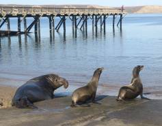 An adult elephant seal and two California sea lions approach the water's edge
