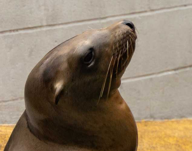 California sea lion Marsha