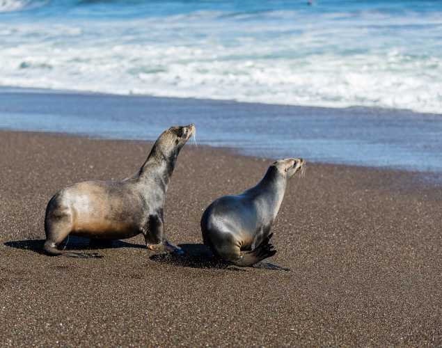 two California sea lions return to the wild