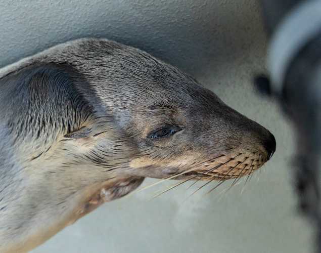 California sea lion Haycart