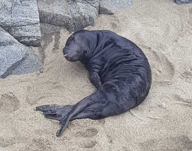 northern elephant seal Stoffle before being rescued