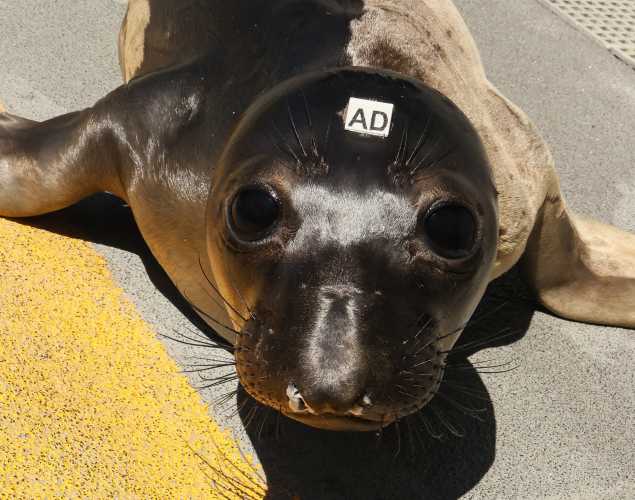 northern elephant seal Mokie