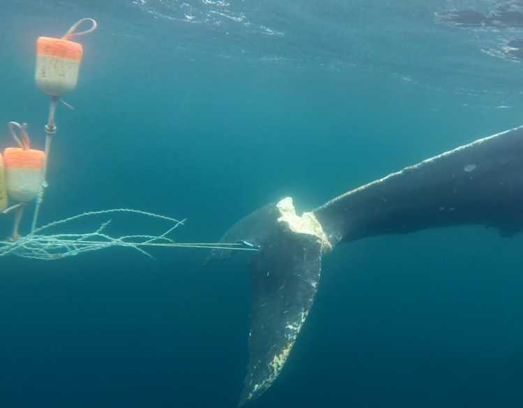 humpback whale tail entangled in fishing gear