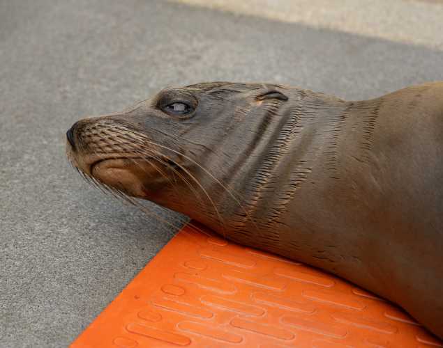 sea lion named trick