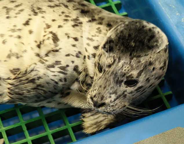 harbor seal Periscope