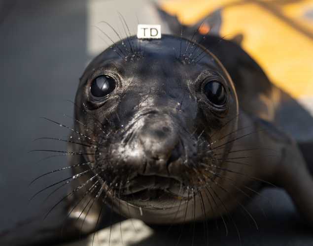 northern elephant seal Donut
