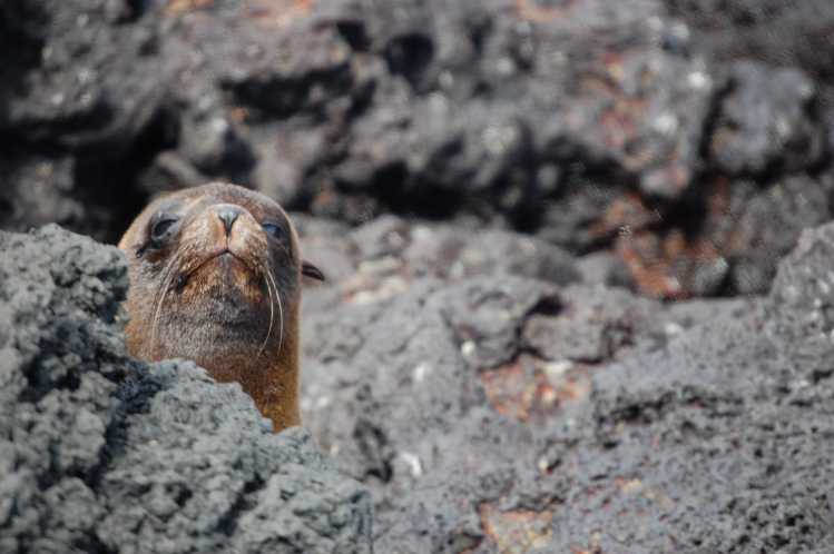 Guadalupe fur seal peering out from a rock