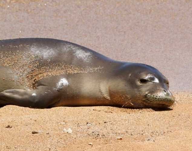 Hawaiian monk seal RM28