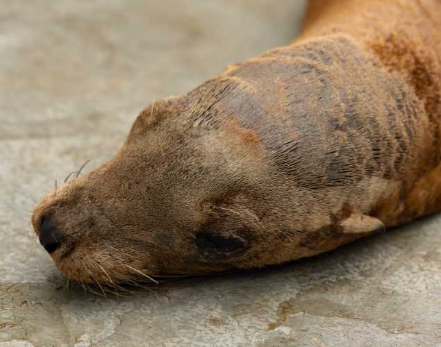 California sea lion Millicent