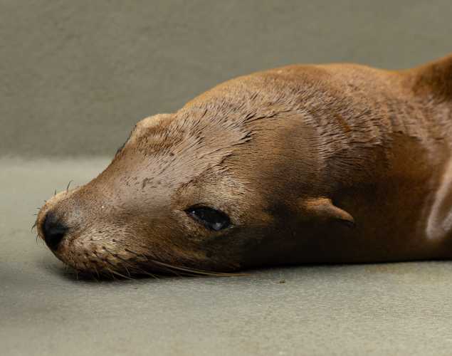 California sea lion Morado