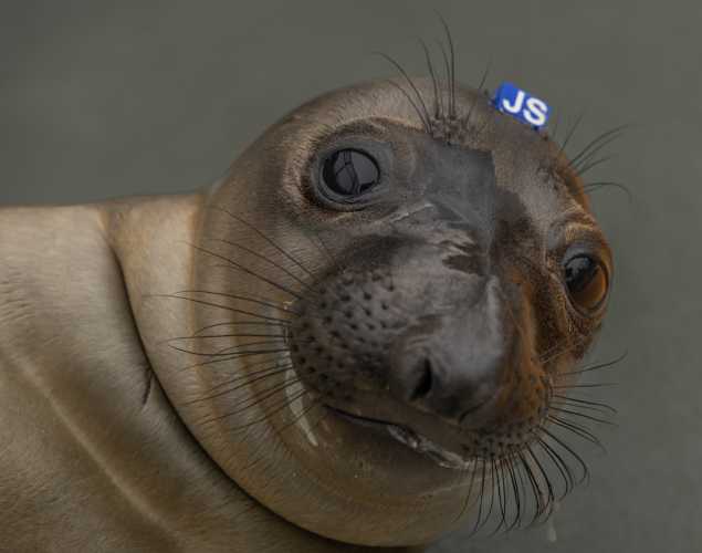 elephant seal pup sonney