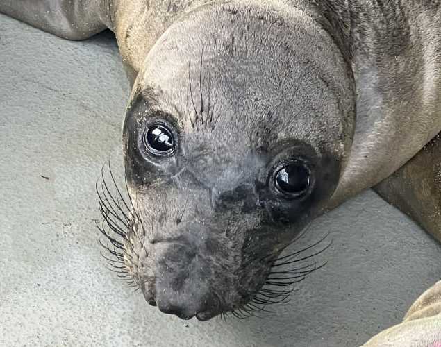 northern elephant seal Toering