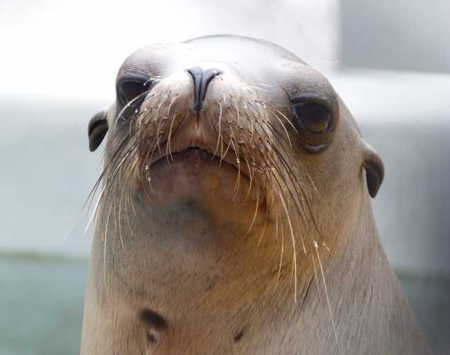 California sea lion Zelie
