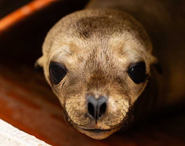 California sea lion Rachall