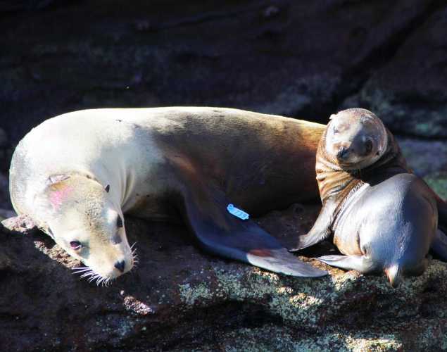 California sea lion mother and pup on a rocky shoreline