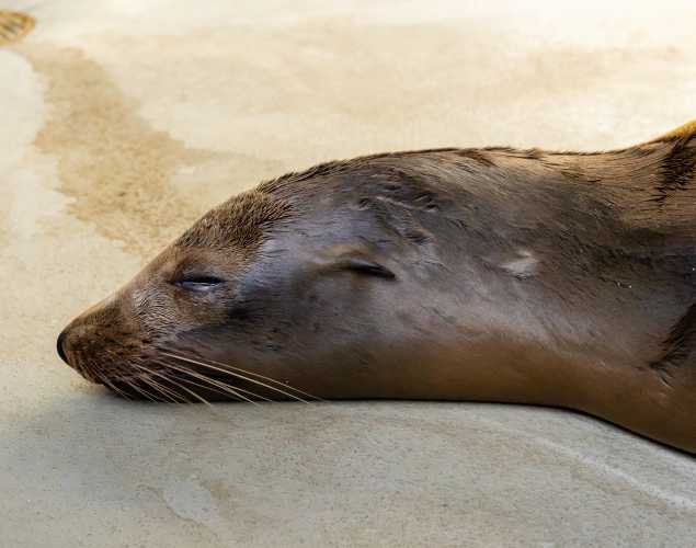 California sea lion Dancer