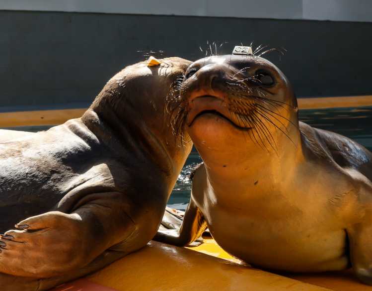 Two elephant seals in a rehabilitation pen with their faces close to the other’s ear hole.