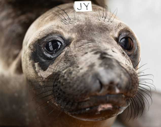 northern elephant seal Beijing