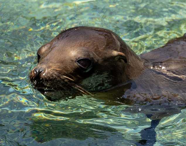 California sea lion Barrow