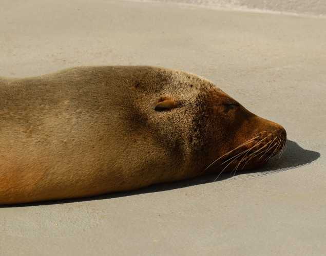 California sea lion Horsey