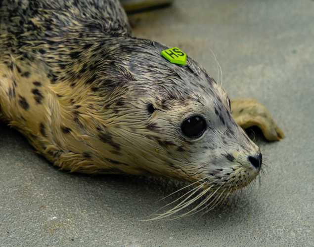 harbor seal Stratt