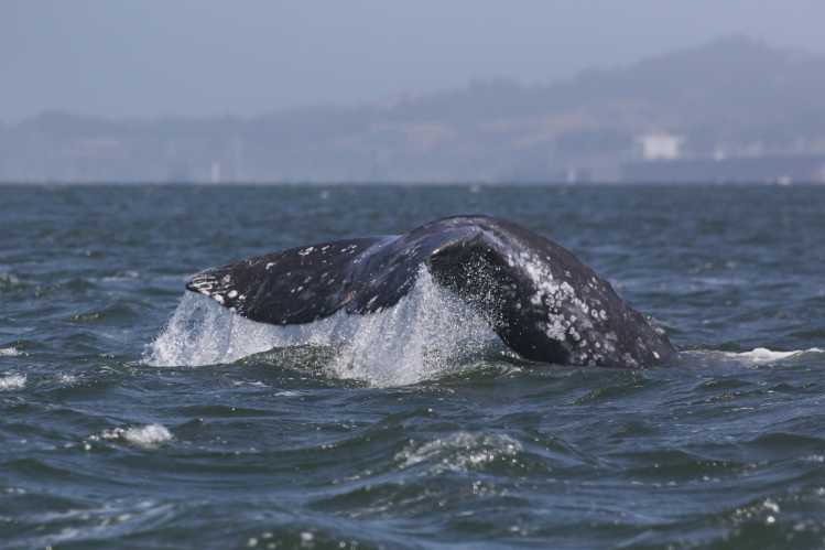 gray whale fluke diving into the water
