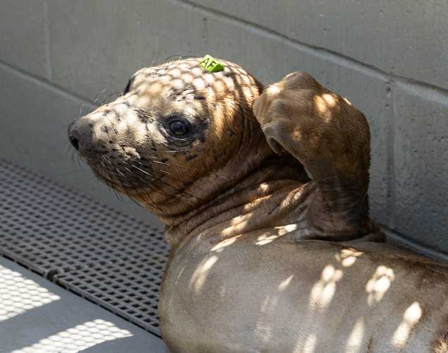 northern elephant seal Gandalf