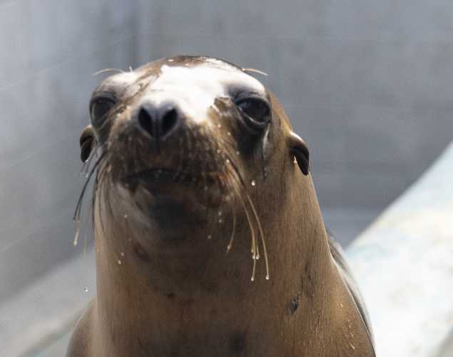 California sea lion Wishbone