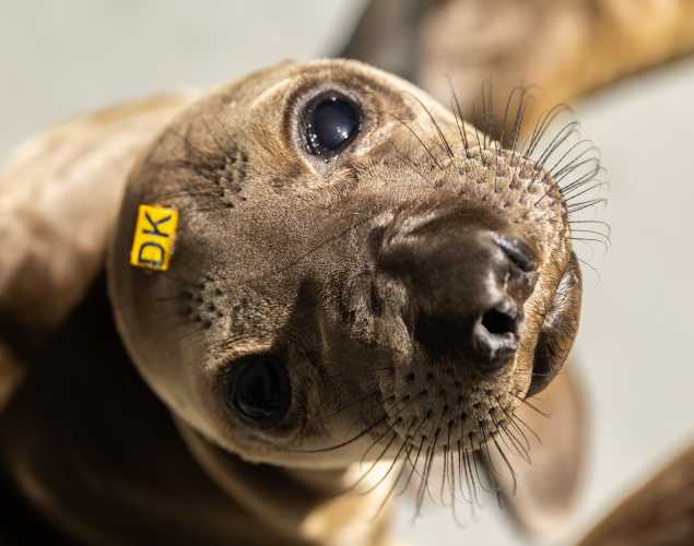 northern elephant seal Better