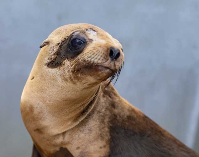 California sea lion Bantam