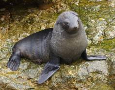 Guadalupe fur seal