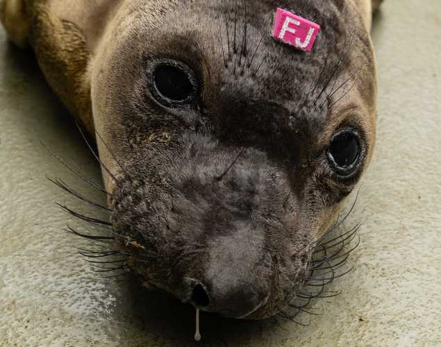 northern elephant seal Jellyfish