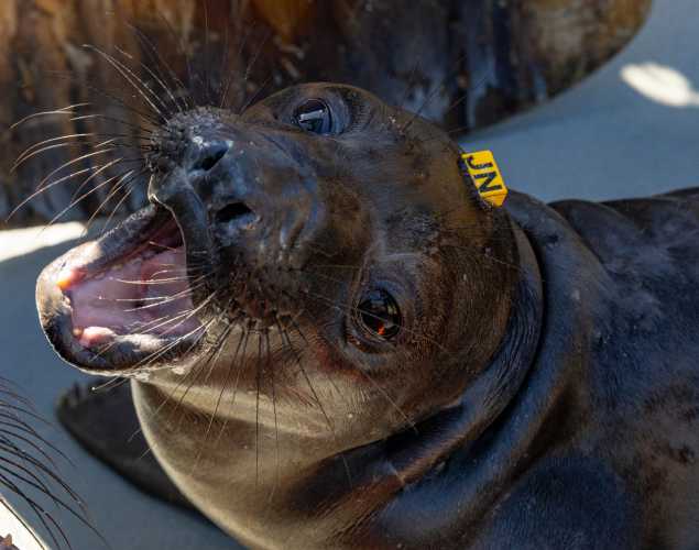 Northern elephant seal pup