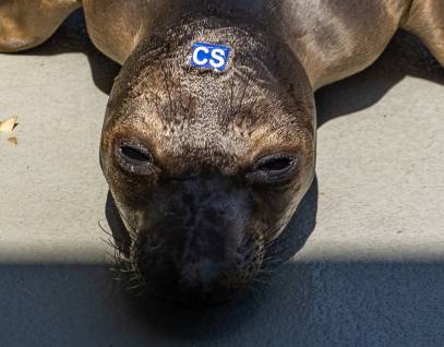 northern elephant seal Studybreak
