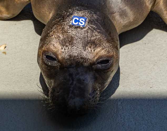 northern elephant seal Studybreak