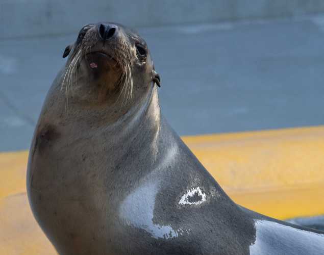 California sea lion Rayucos