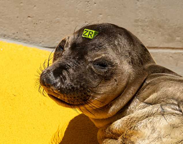 northern elephant seal Pruney