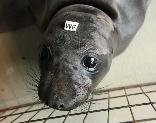 northern elephant seal Felicia