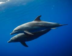bottlenose dolphins underwater