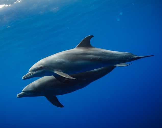 bottlenose dolphins underwater