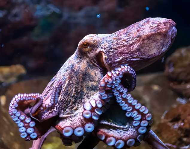 red octopus