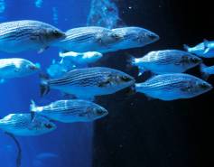 school of striped bass