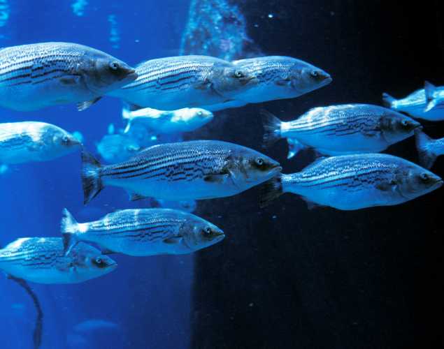 school of striped bass